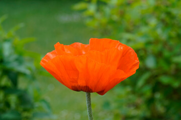 Close up of a poppy flower. Red flower against a green natural background in the garden. Papaver.
