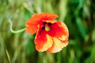 Close up of a poppy flower. Red flower against a green natural background in the garden. Papaver.