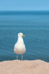 Beautiful sea gull standing on a sandy beach during the summer, sunny day. Sea gull with sea water background