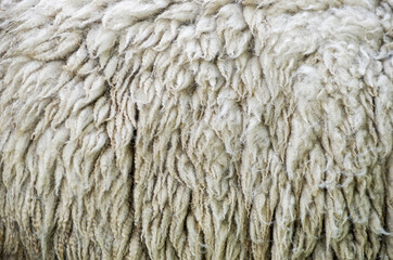 Close up of texture of warm fur of sheep wool skin