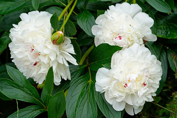 White peony flower close-up. Perennial with large flowers. Paeonia