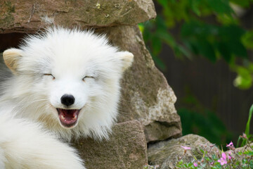 Portrait of an arctic fox. Resting animal with white fur. Vulpes lagopus.