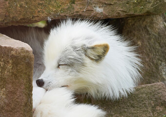 Portrait of an arctic fox. Resting animal with white fur. Vulpes lagopus.