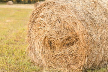 bales of hay in the field in autumn. Mowing grass for feeding animals. Packaging and storage of hay. Harvesting grass for cows for the winter.