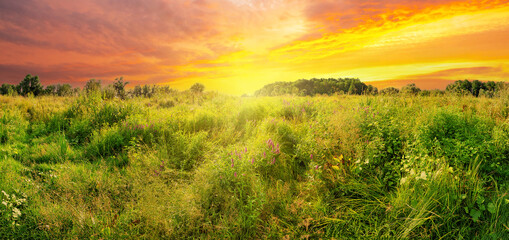 Meadow of wildflowers under dramatic sunset sky