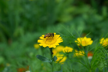 Small flower fly on a yellow flower. Beautiful green background in a blooming garden.