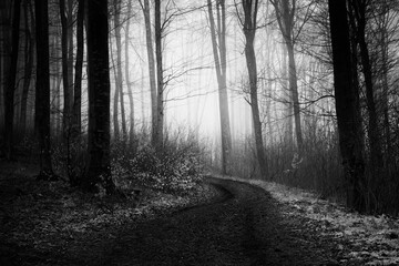 mysterious forest road, scary halloween landscape