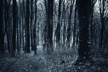 dark woods at night, scary landscape