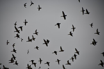 Ducks 청둥오리