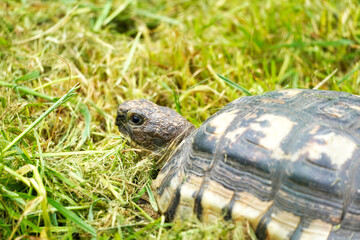 Close up of a turtle on a green meadow. Testudinata.