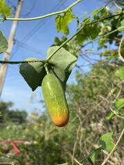 green Ivy gourd in garden