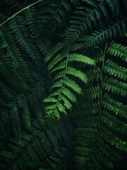 Fototapeta na wymiar Lush green leaves and fronds of ferns in a dark jungle