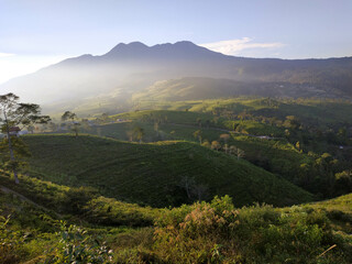 Fototapeta na wymiar The tea plantation at the foot of Mount Lawu is very beautiful and green