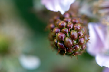 Close-up of the beginning of ripening of blackberries. Blurred background.