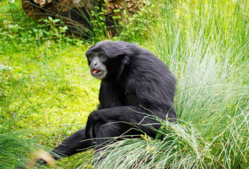 Portrait of a Siamang. Symphalangus syndactylus. Species of primate from the gibbon family (Hylobatidae).Monkey with black fur.