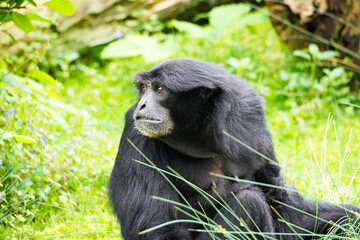 Portrait of a Siamang (Symphalangus syndactylus). Species of primate from the gibbon family (Hylobatidae).
Monkey with black fur.