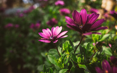 Obraz premium Daisy flower