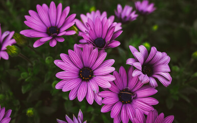 Obraz premium Daisy flower