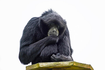 Portrait of a Siamang (Symphalangus syndactylus). Species of primate from the gibbon family...