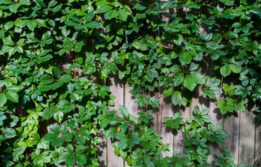 The wooden fence is overgrown with green leaves
