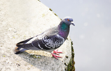 Street pigeon in close-up. Columbidae. Bird in the city.