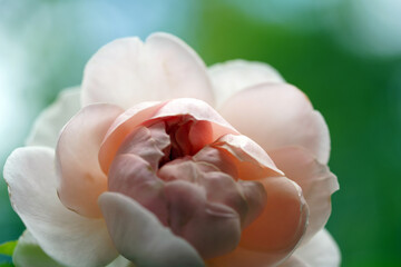 Rosen