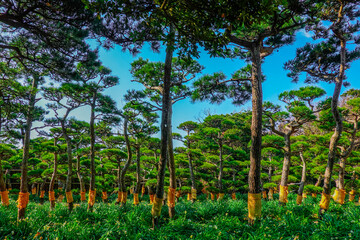 青空を背景に城ヶ島公園の松林