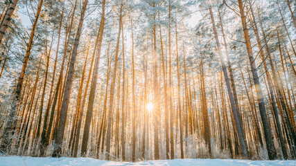 Beautiful Sunset Sunrise Sun Sunshine In Sunny Winter Snowy Coniferous Forest