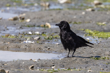 large black birds hopping around on a beach