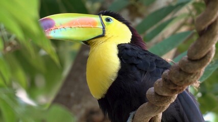 yellow billed toucan