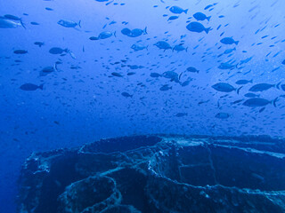Wreck diving at Haven Wreck in the gulf of genova