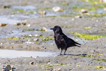 large black birds hopping around on a beach