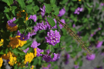 yellow and pink flowers close view
