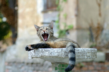 furious cat looking at camera