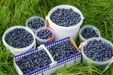Buckets and boxes with ripe healthy blueberries. Blueberry farm, orchard or garden, pick-a-berry farm for self picking.