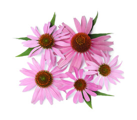 Beautiful blooming echinacea flowers with leaves on white background, top view