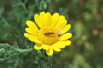 yellow daisy with insects closeup
