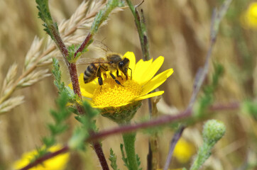 closeup of a bee at work