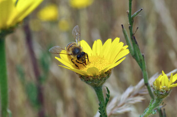 close-up of a bee at work