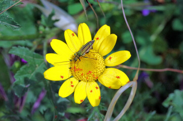 yellow daisy full of insects