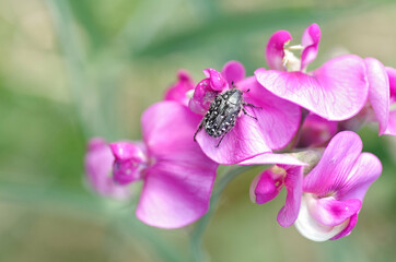 Fototapeta na wymiar s beetle (oxythyrea funesta) extreme closeup