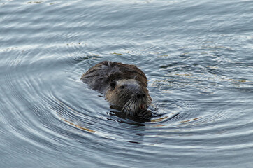 nutria standing in the river