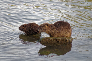 father and son nutria standing in the river