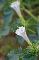 datura stramonium flower close view