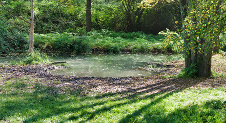 a natural scene with pond