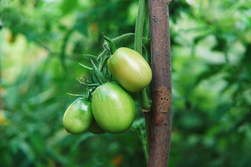 Niedojrzałe zielone pomidory - obrazy, fototapety, plakaty