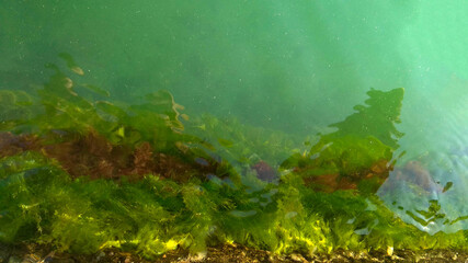 Fototapeta na wymiar green seaweed on the rock