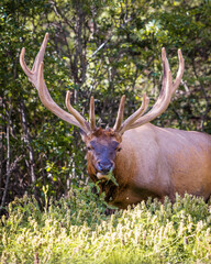 An elk at the side of the road in Banff, Alberta, Canada