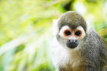 Fototapeta premium Squirrel monkey close up. Portrait of a primate with brown fur. Saimiri