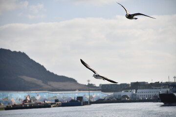 flying of  black-tailed gulls 날고 있는 괭이갈매기